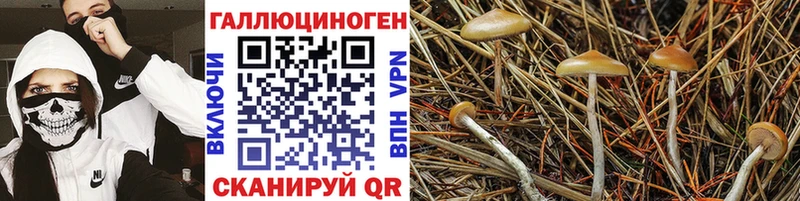 Псилоцибиновые грибы мицелий  darknet телеграм  Джанкой 